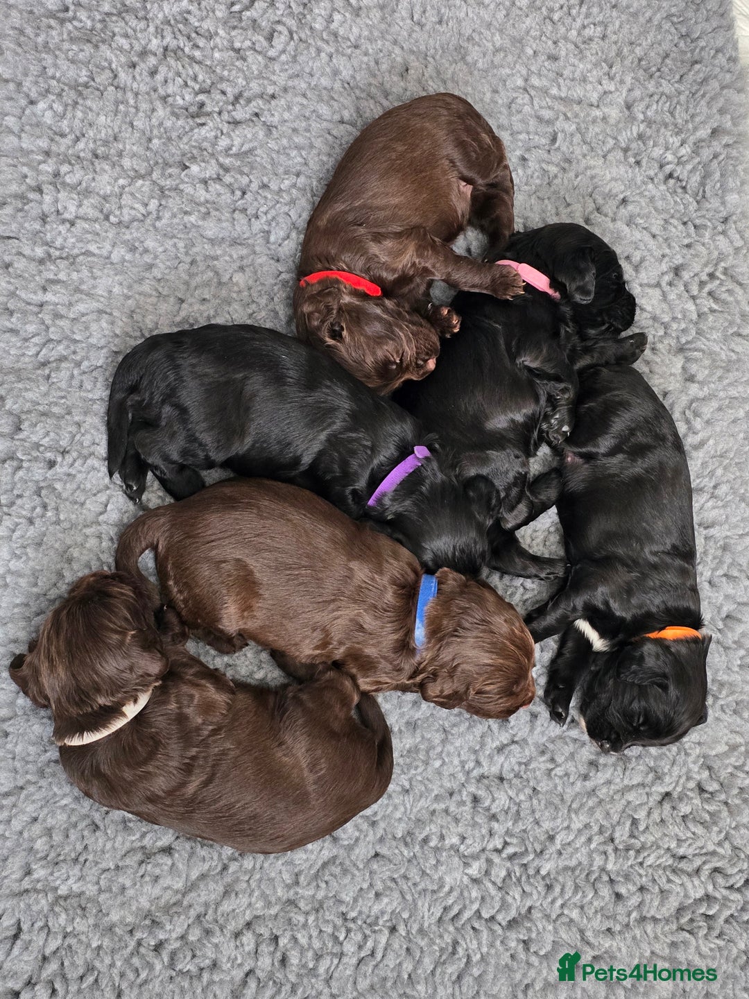 Cocker Spaniel dogs for sale: Working Cocker Spaniels - Image 9