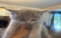 British Shorthair cats for sale: Beautiful British Shorthair Kittens  - Image 13