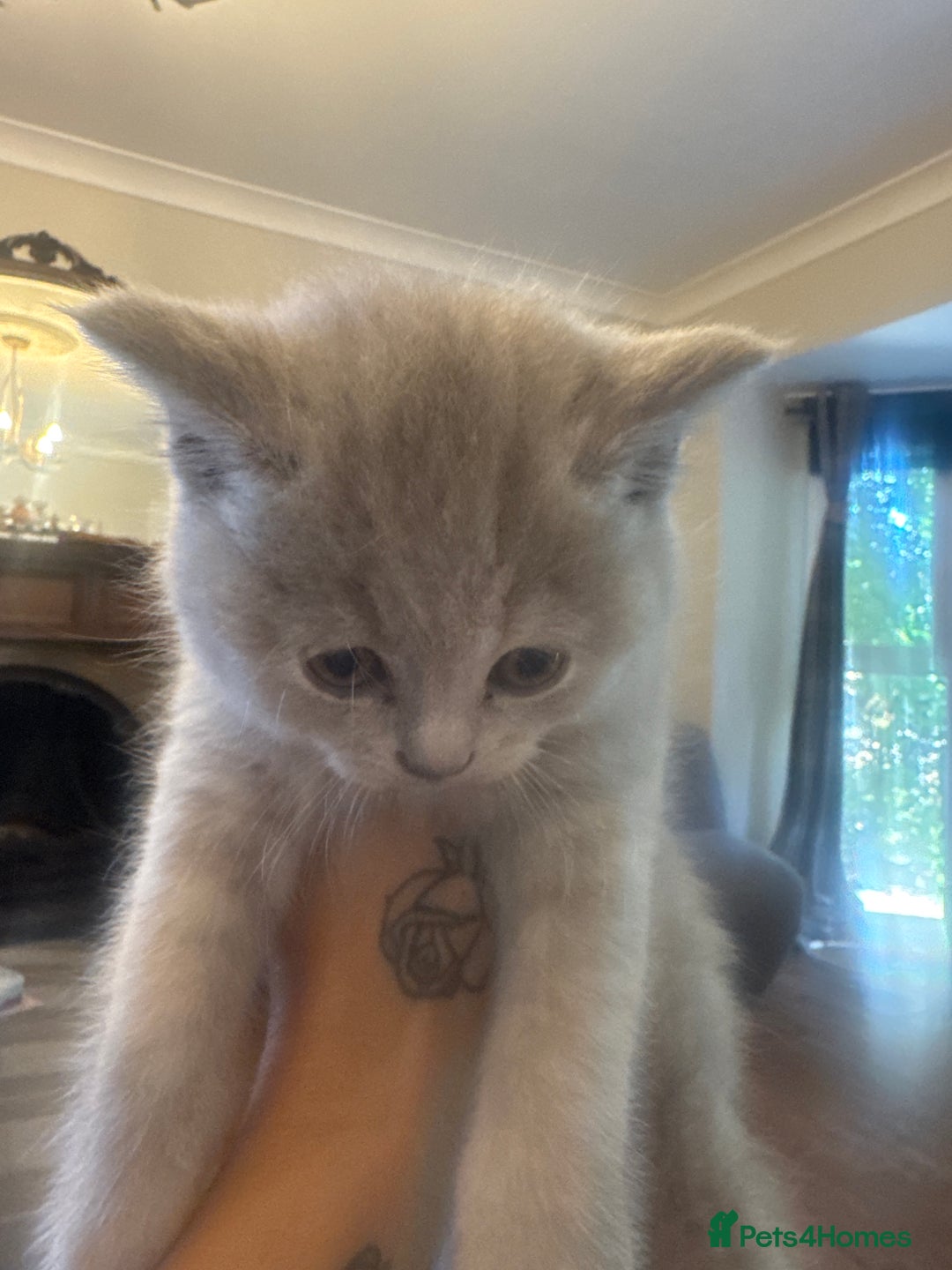 British Shorthair cats for sale: Beautiful British Shorthair Kittens  - Image 13