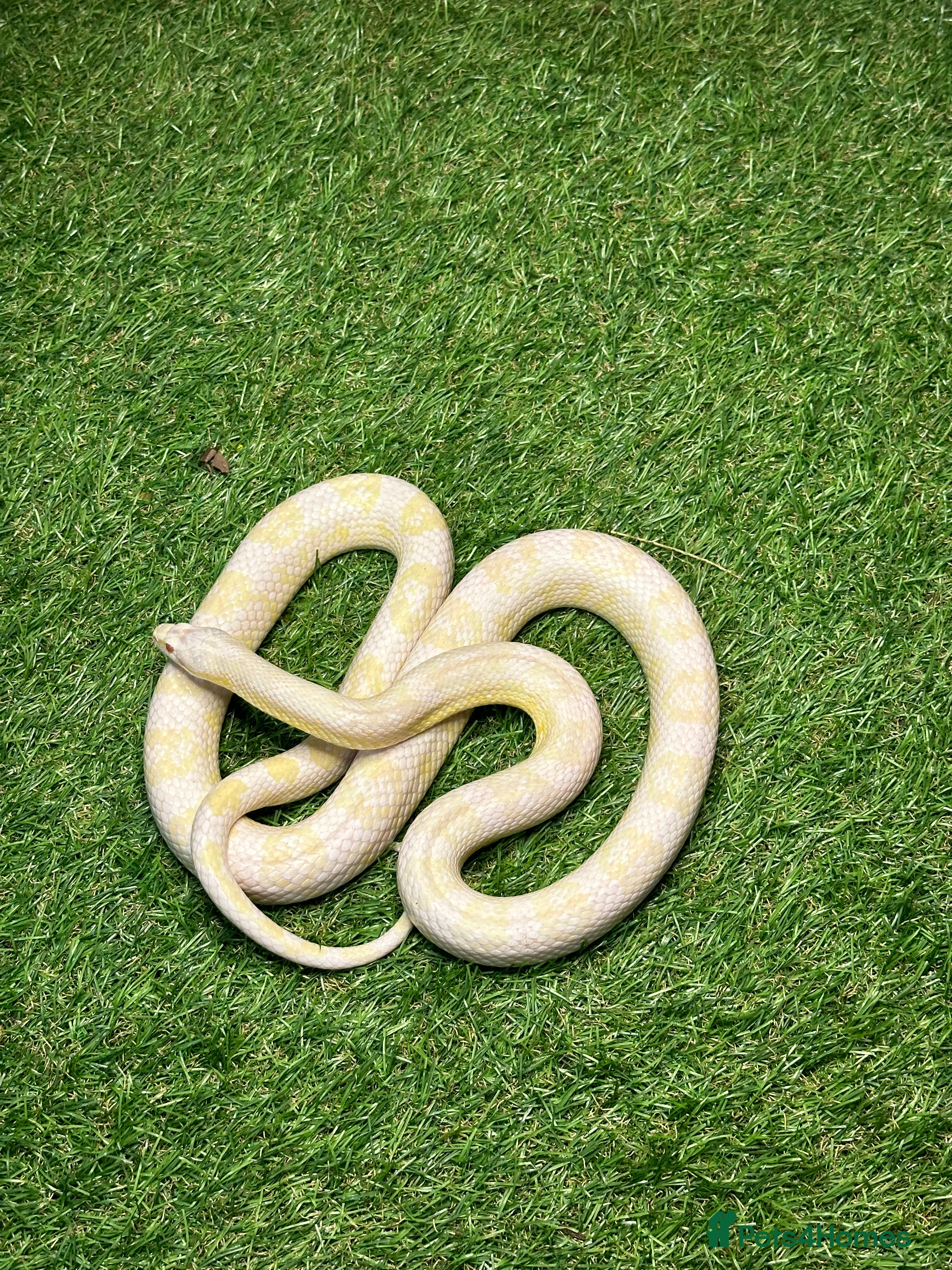 Corn Snake reptiles Corn Snakes - Advert 1