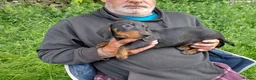 Miniature Dachshund dogs for sale: 4 dachshund puppies very cute  - Advert 7