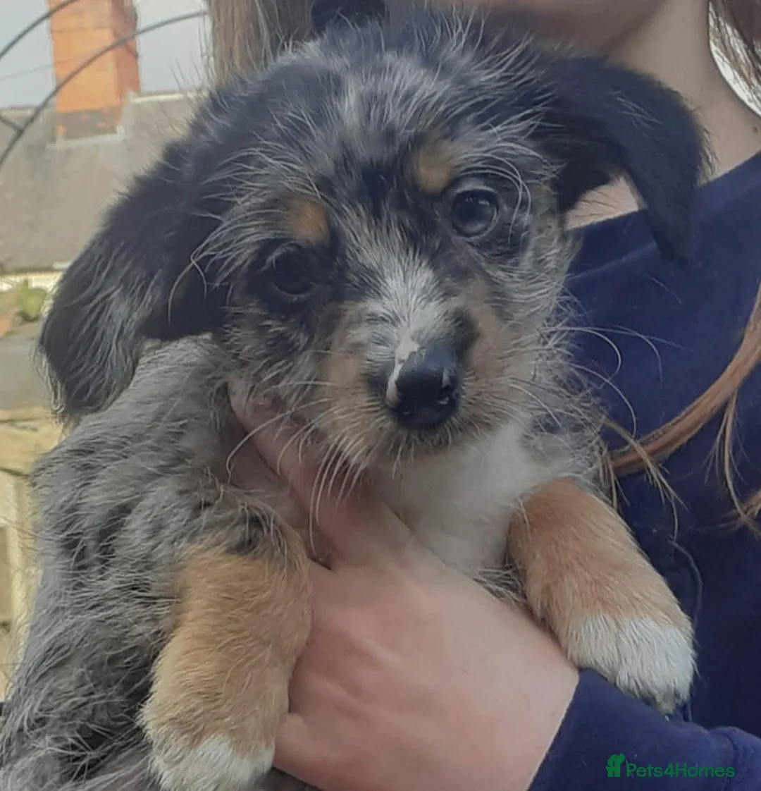 Mixed Breed dogs for sale: chinese crested x jack russell puppies for sale in Sutton-in-Ashfield - Advert 4