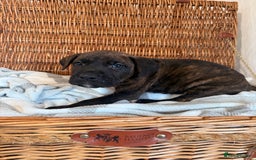 Mixed Breed dogs for sale: Came Corso X Puppies - Image 17