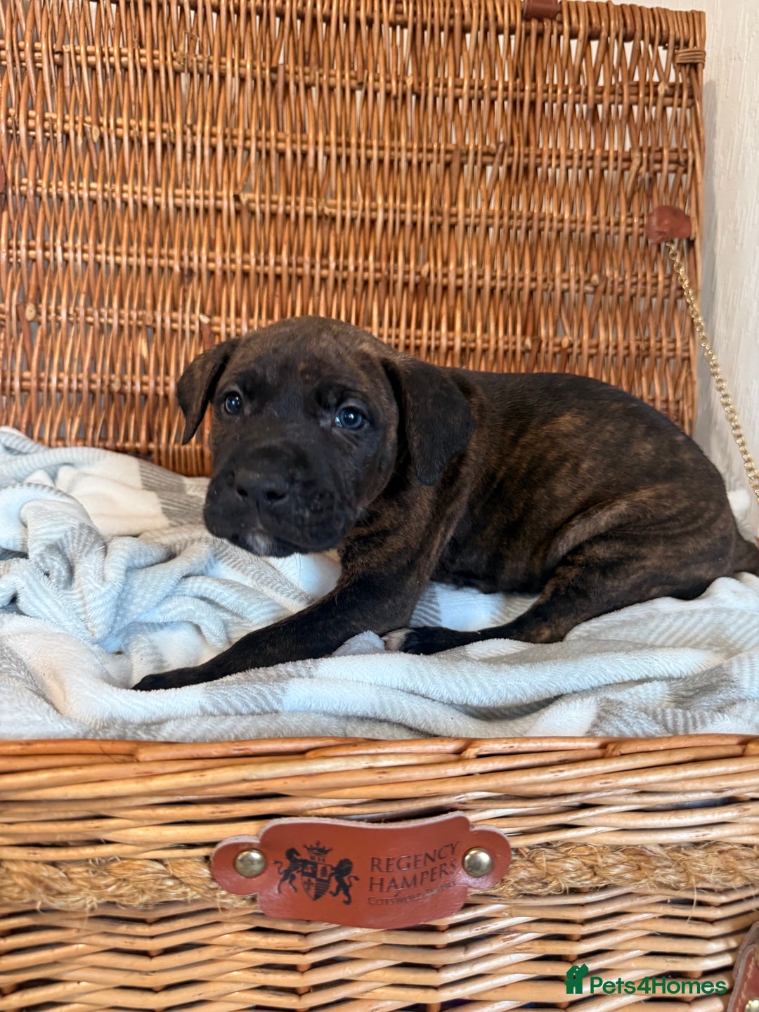 Mixed Breed dogs for sale: Came Corso X Puppies - Image 17
