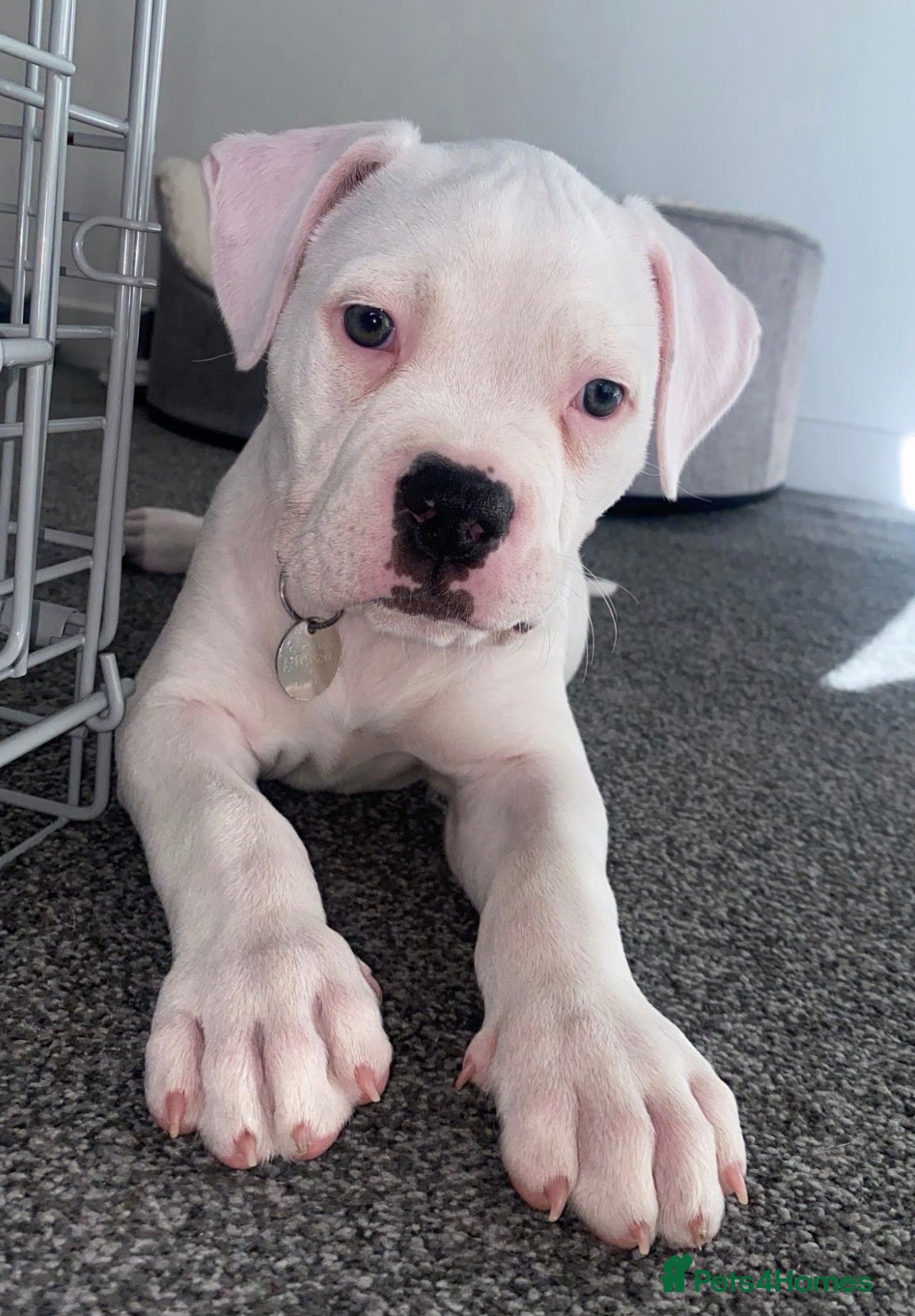 American Bulldog dogs American bulldog puppy 10 weeks old - Advert 21