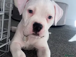 American Bulldog dogs American bulldog puppy 10 weeks old - Advert 21