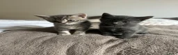 Mixed Breed cats for sale: Beautiful kittens  - Advert 10