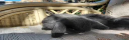Mini Lop rabbits for sale: mini lops - Advert 12