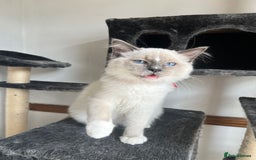 Ragdoll cats for sale: Last 3 Male Ragdolls - Image 9