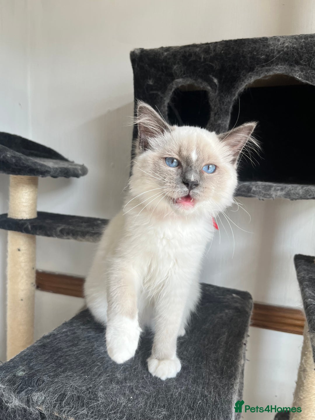 Ragdoll cats for sale: Last 3 Male Ragdolls - Image 9