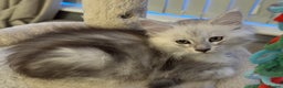 Maine Coon cats for sale: BEAUTIFUL PURE BREED MAINE COON KITTENS - Advert 6