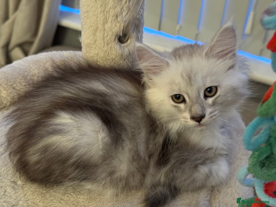 Maine Coon cats for sale: BEAUTIFUL PURE BREED MAINE COON KITTENS - Advert 6