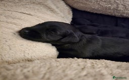 Schnoodle dogs for sale: Schnoodle puppys  - Image 1