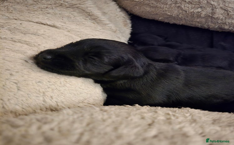 Schnoodle dogs - Advert 1