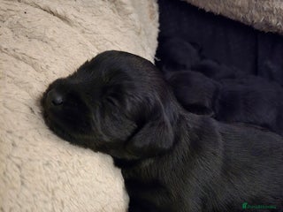 Schnoodle dogs - Advert 2