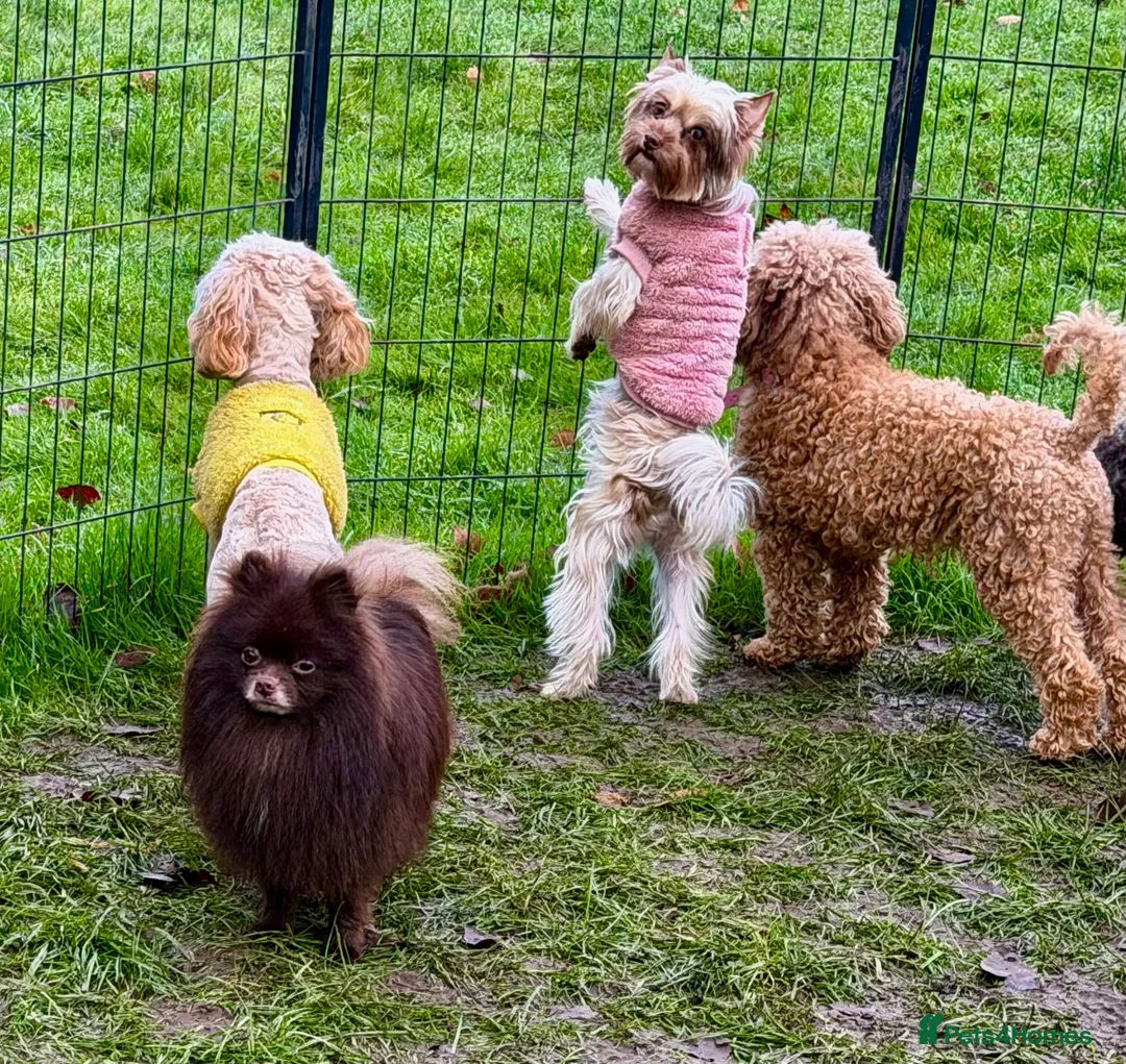 Pomeranian dogs for adoption: 🐾 COFFEE – Male Pomeranian - Advert 3