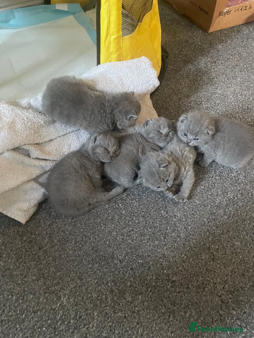 British Shorthair cats for sale: Stunning pure bred BSH kittens - Advert 5