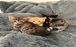 Mixed Breed cats for sale: 7 friendly kittens looking for forever homes - Image 2