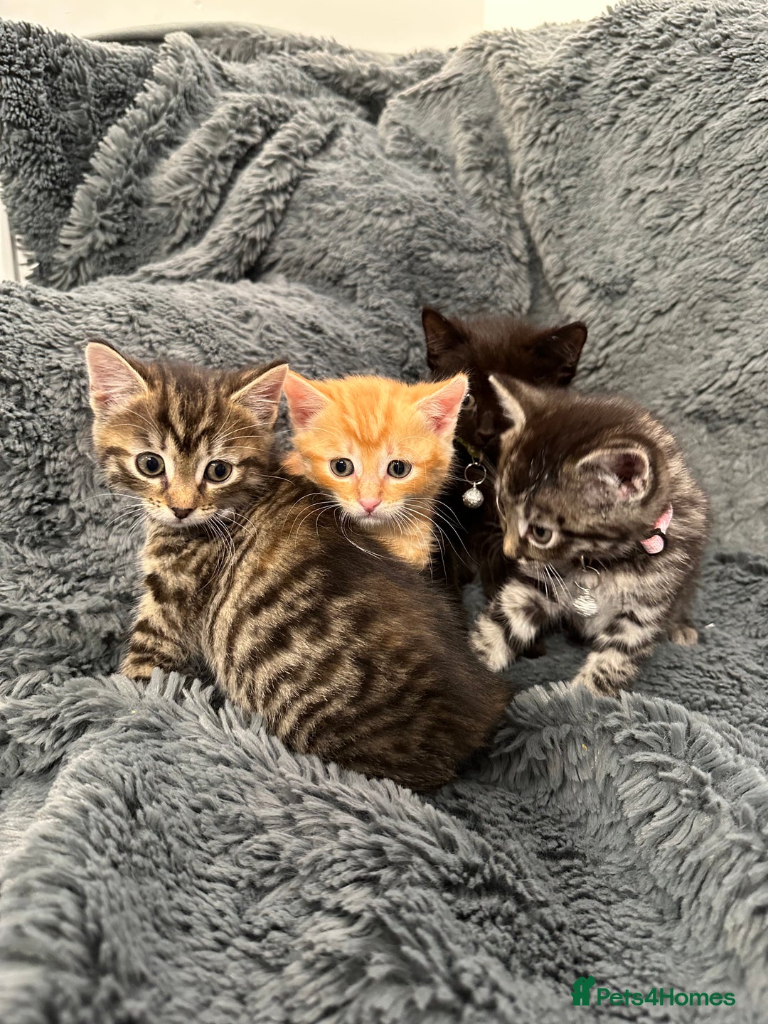 Mixed Breed cats for sale: 7 friendly kittens looking for forever homes - Image 2