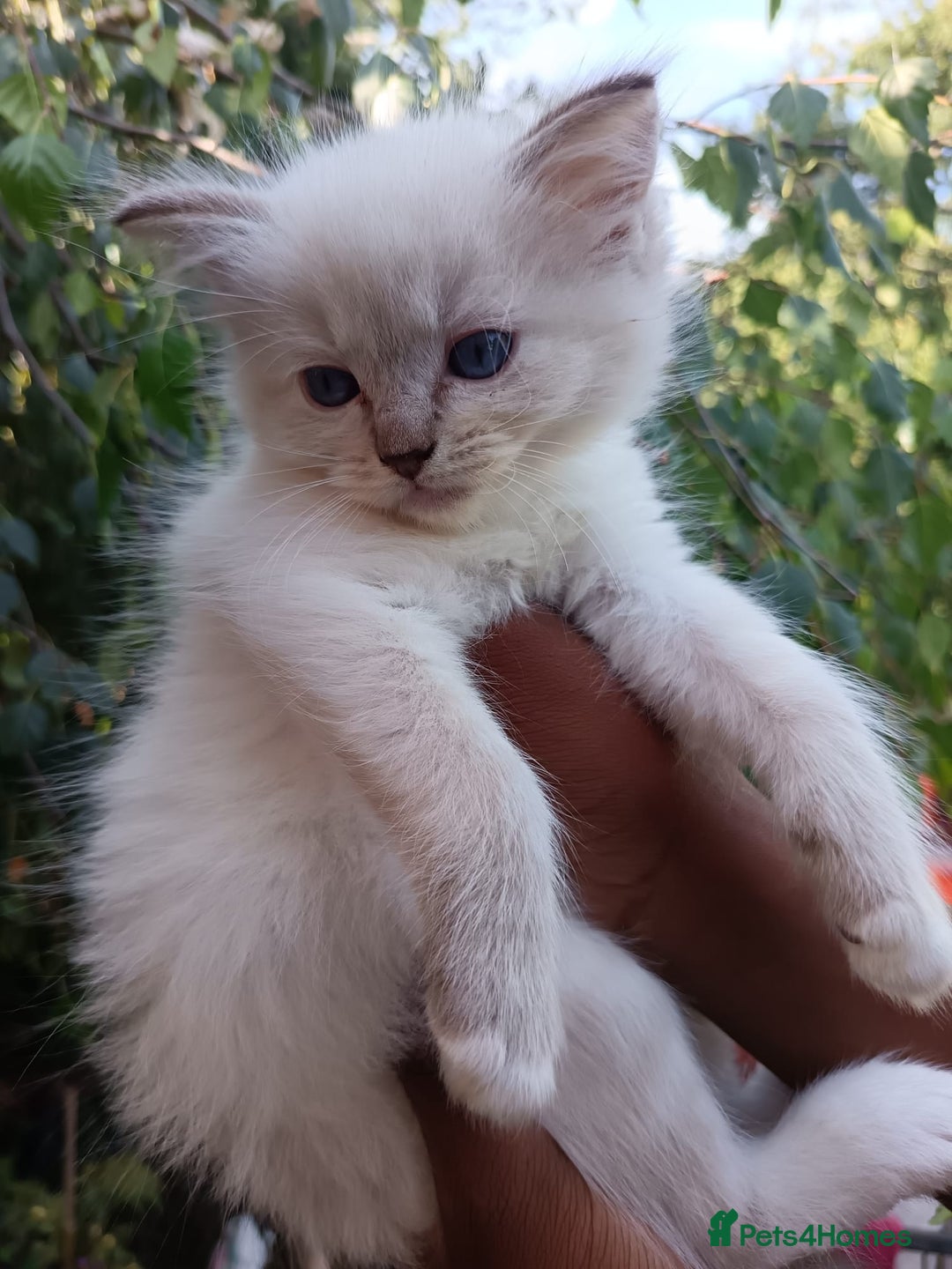 Ragdoll cats for sale: ***Ready Now Ragdoll Boys Ready For New Homes. - Image 6