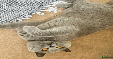 British Shorthair cats - Advert 12
