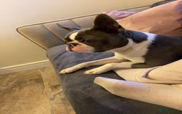 Boston Terrier dogs for sale: Boston terrier adult female in Doncaster - Image 3