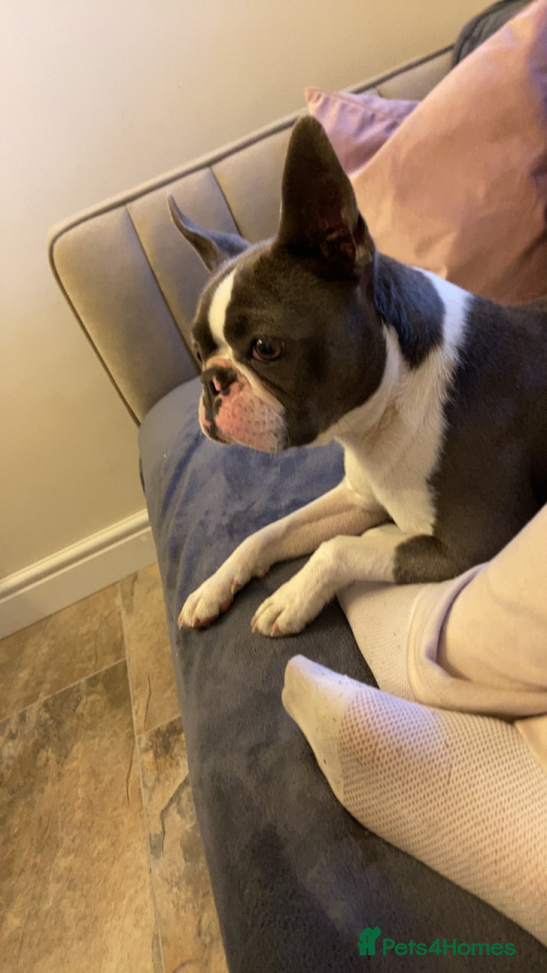 Boston Terrier dogs for sale: Boston terrier adult female in Doncaster - Image 3