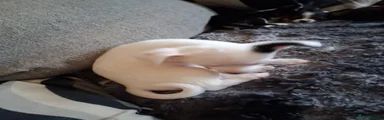 Chihuahua 6