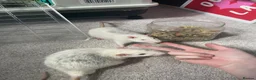Rat rodents for sale: 2 male rats for sale  in Manchester - Advert 4