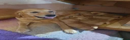 Golden Retriever dogs for sale: Working Golden Retriever Puppies Low Hip Scores - Advert 1