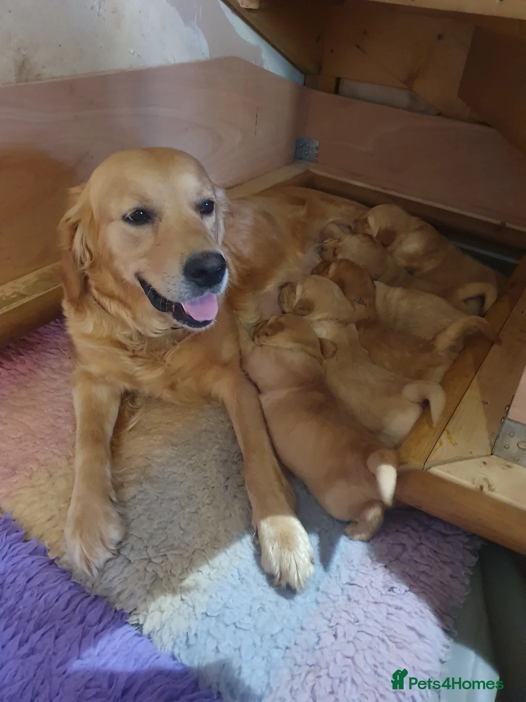 Golden Retriever dogs for sale: Working Golden Retriever Puppies Low Hip Scores - Advert 1