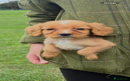 Cocker Spaniel dogs for sale: WORKING COCKER SPANIELS - Image 7
