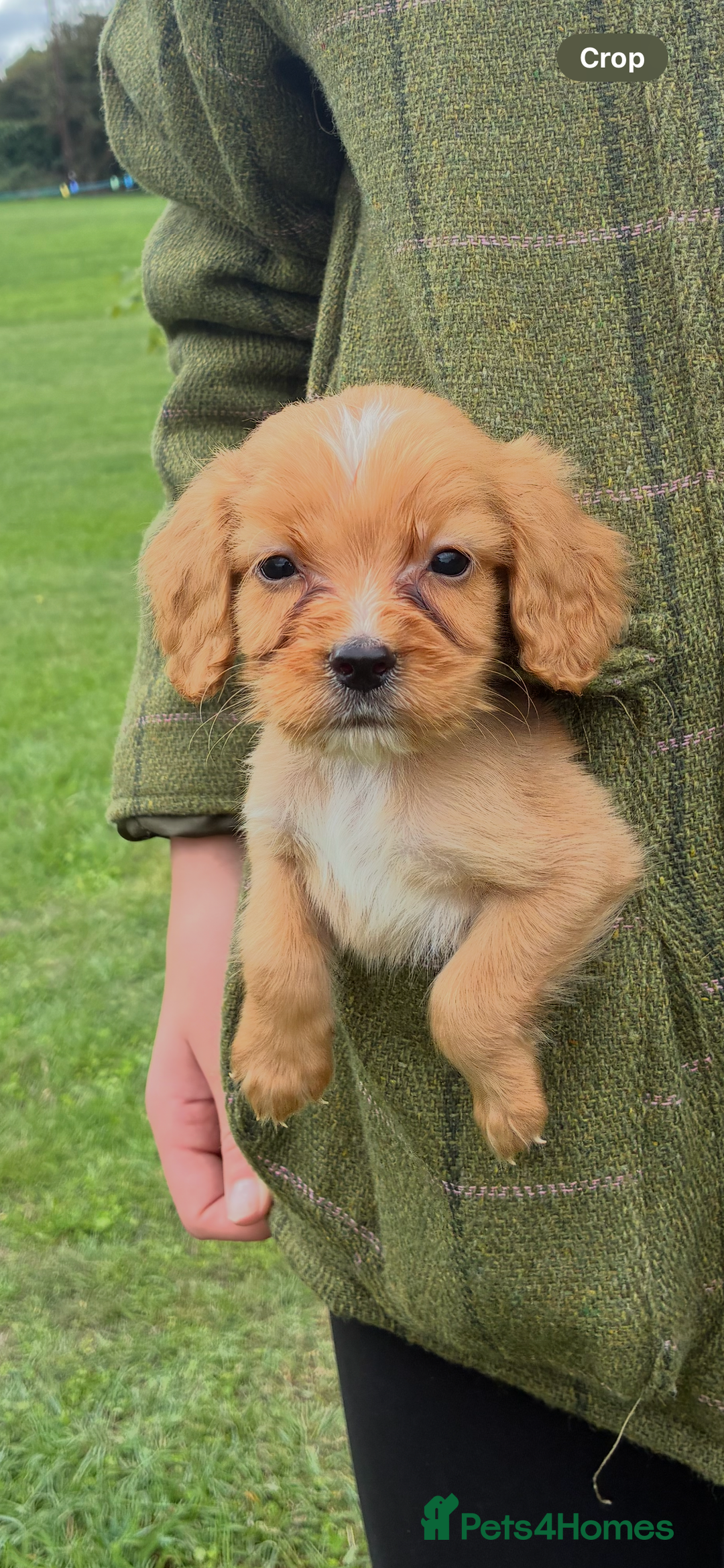 Cocker Spaniel dogs for sale: WORKING COCKER SPANIELS - Image 7