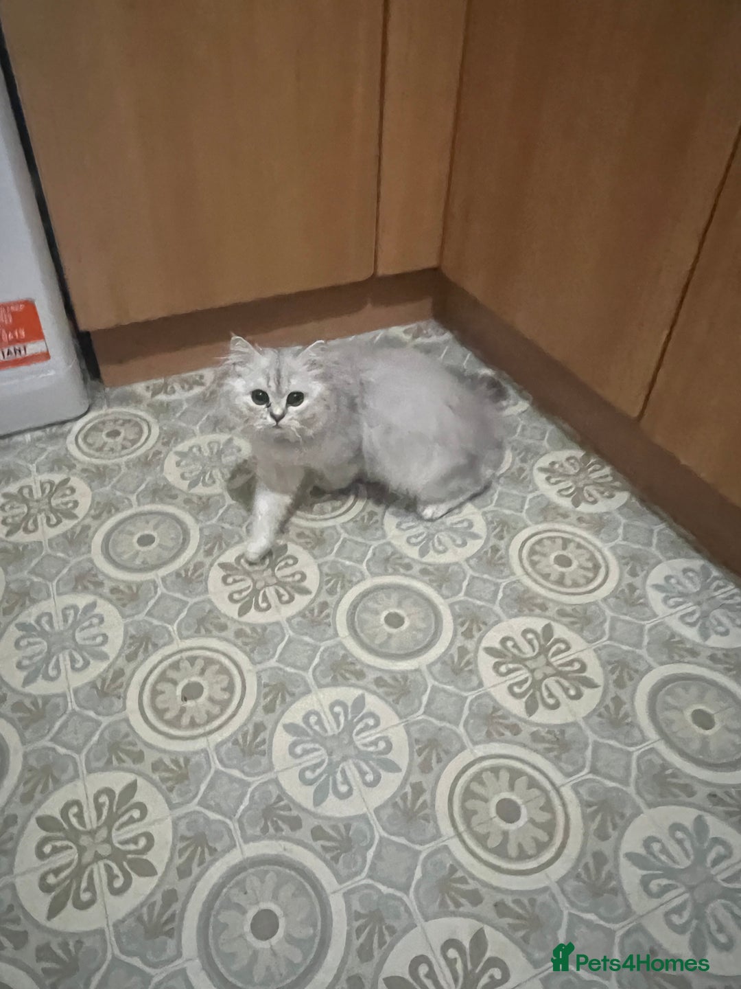Persian cats for sale: Persian chinchilla kittens in Manchester - Image 9