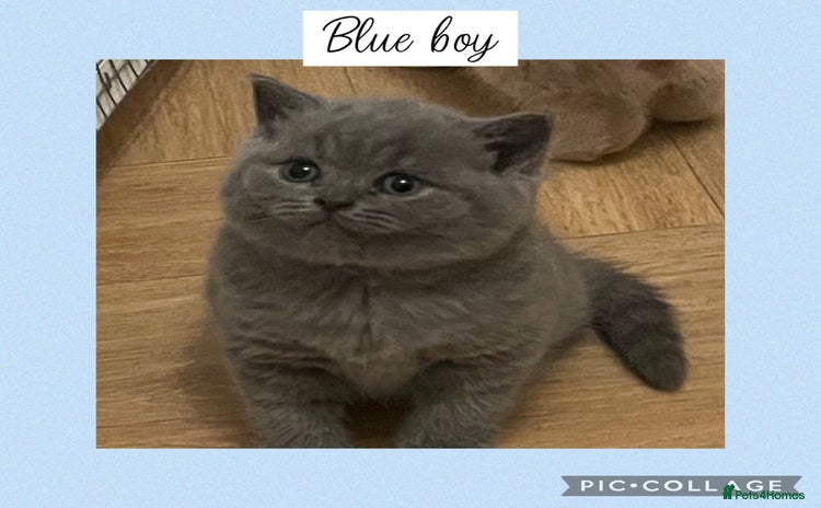 British Shorthair cats - Advert 3
