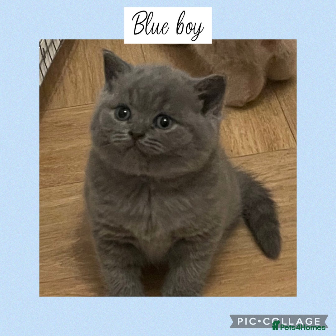 British Shorthair cats for sale: Beautiful GCCF British shorthair kittens - Image 1