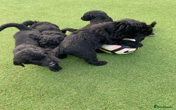 Bernedoodle dogs for sale: Bernedoodle puppies  - Advert 16