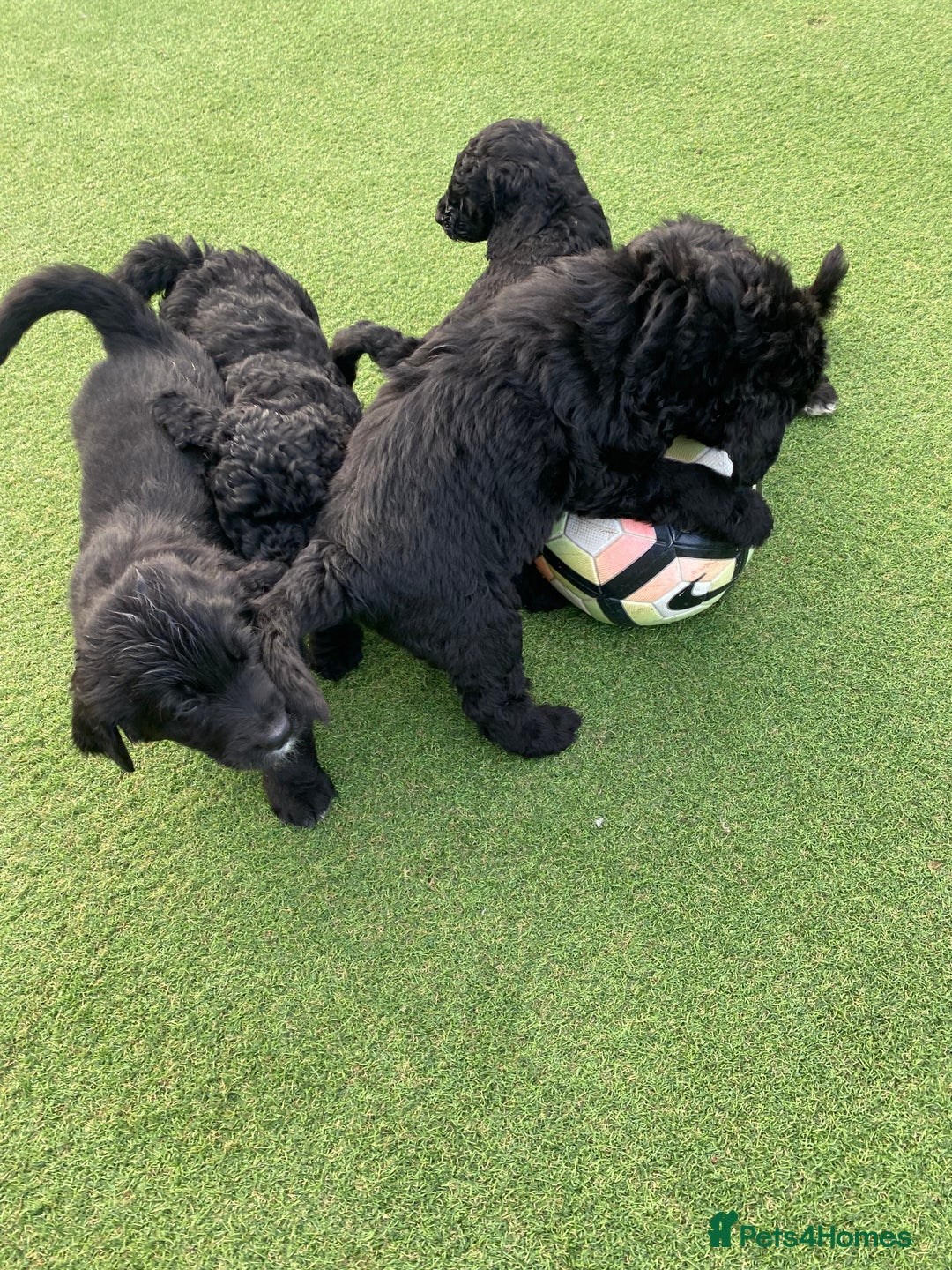 Bernedoodle dogs for sale: Bernedoodle puppies  - Advert 16
