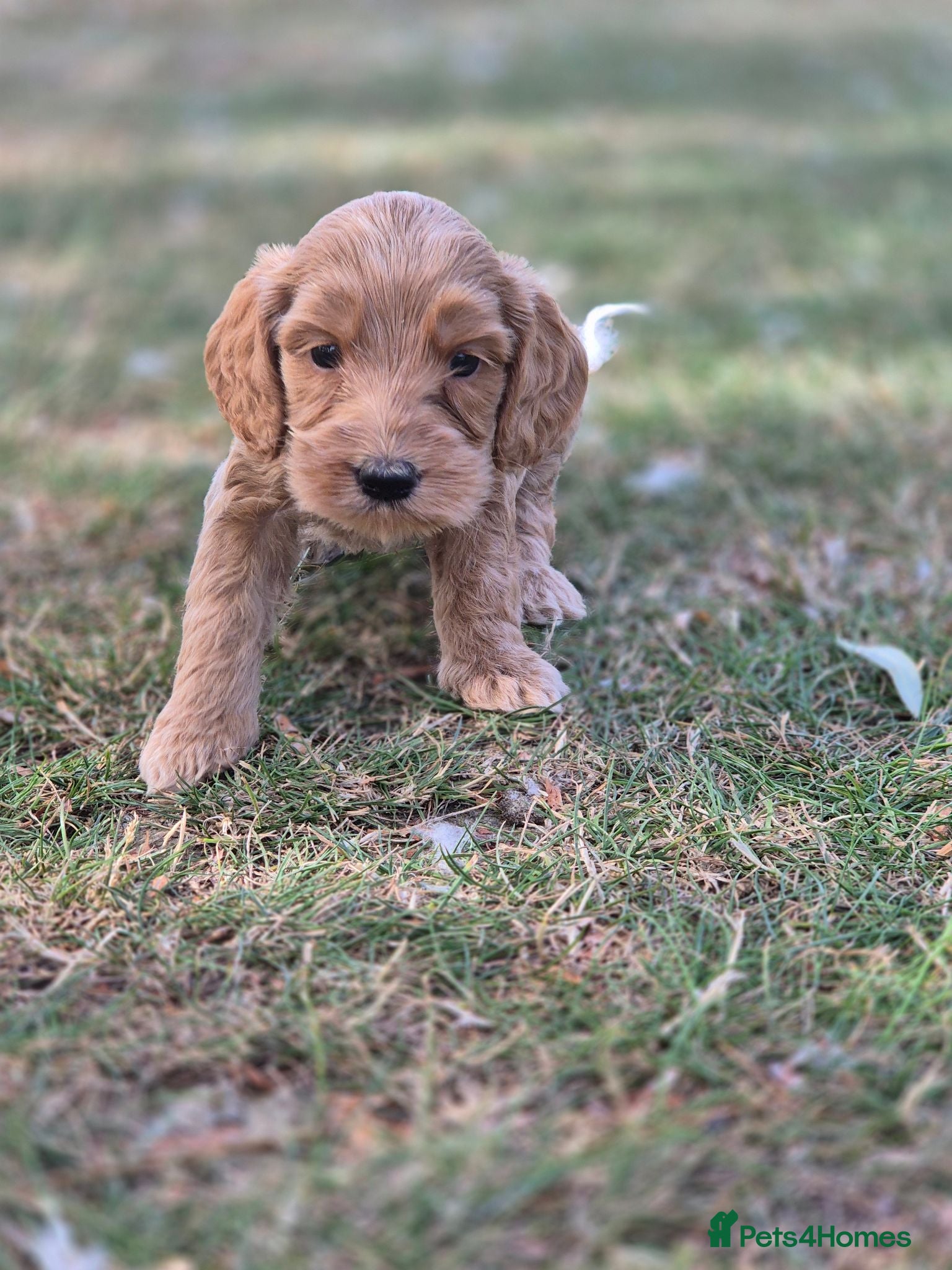 Cockapoo dogs F1 Cockapoo Puppies - Advert 2