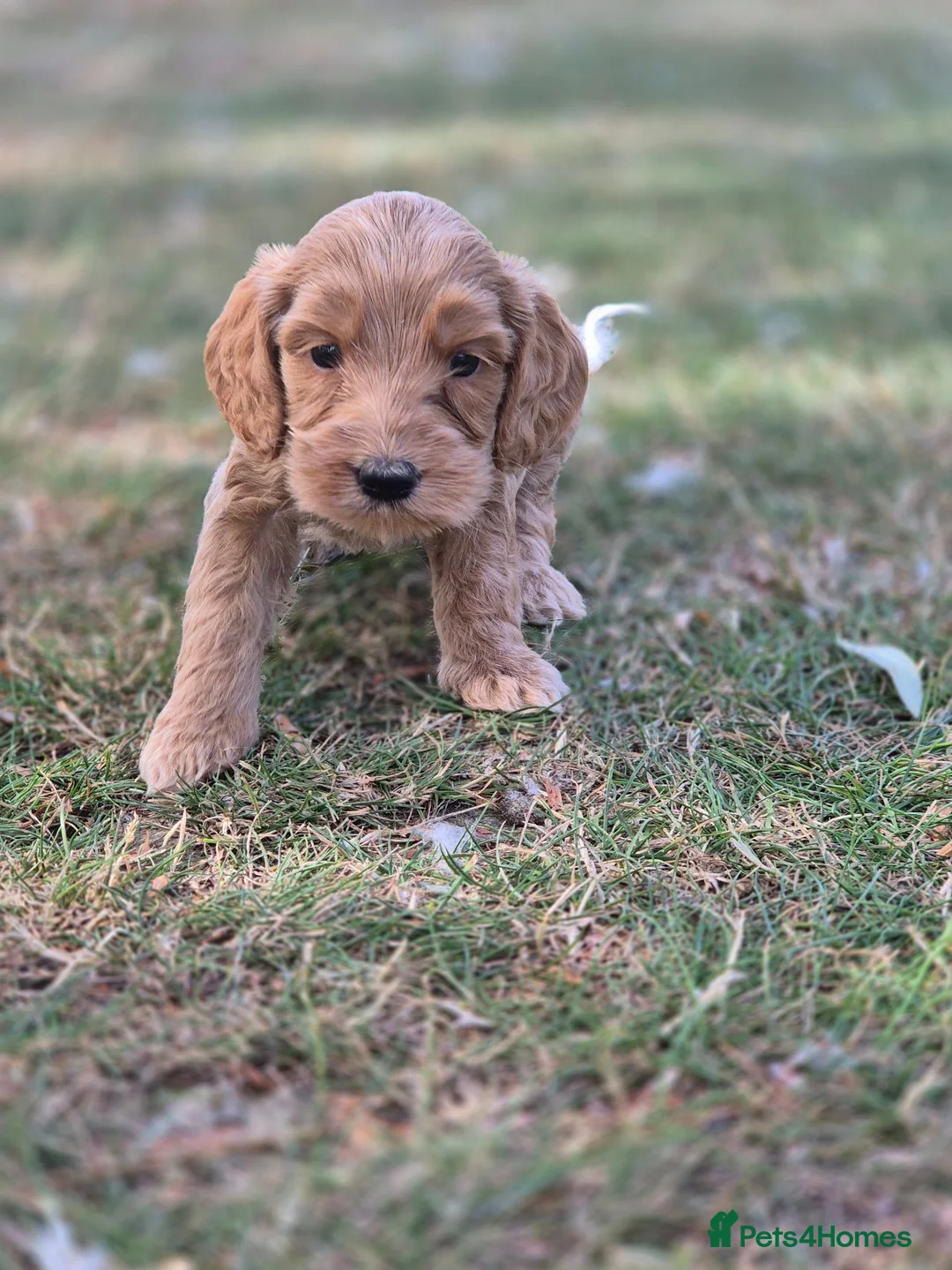Cockapoo dogs for sale: F1 Cockapoo Puppies - Advert 2