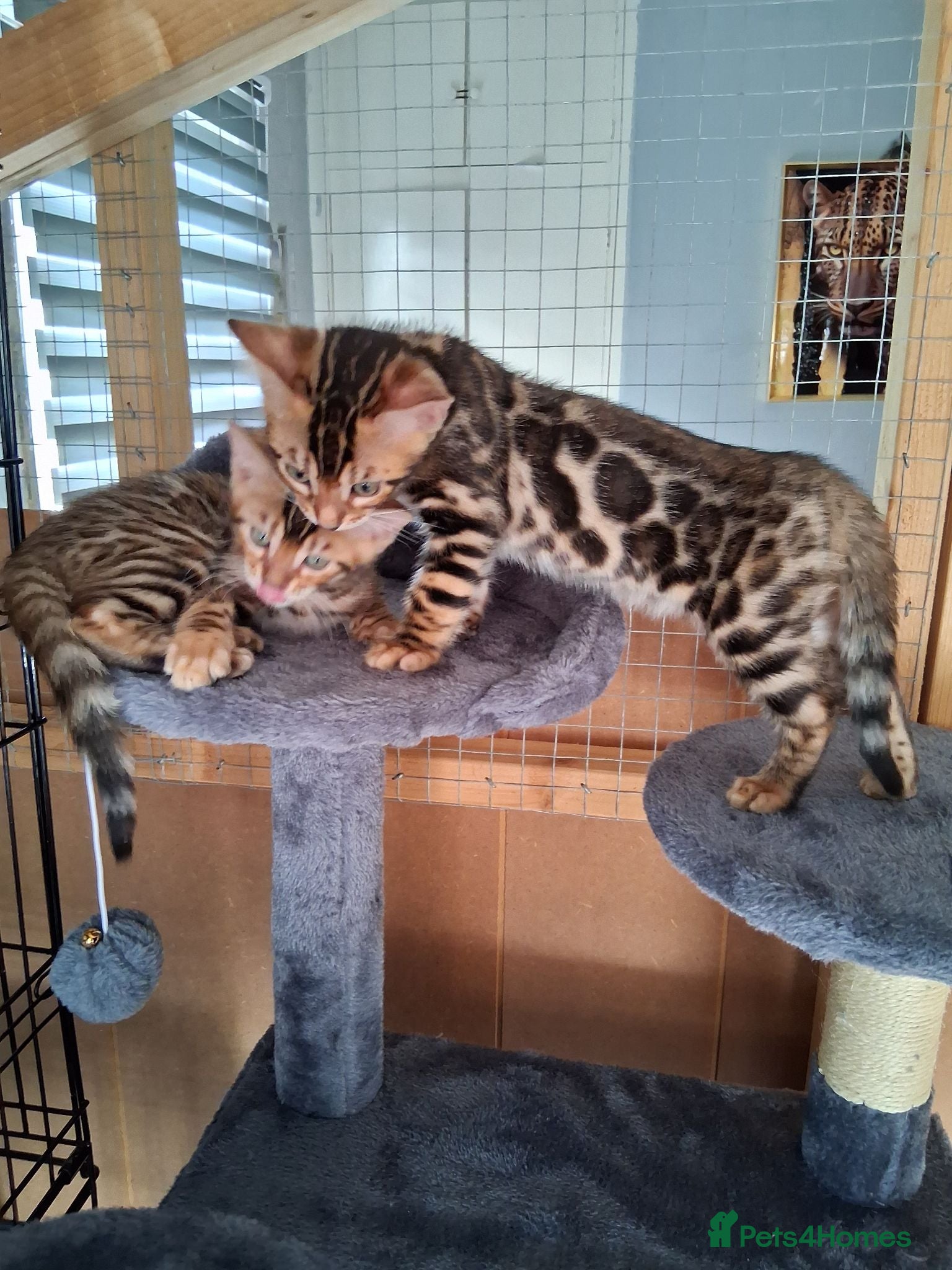 Bengal cats Bengal Kittens  - Advert 1