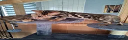 Bengal cats for sale: Bengal Kittens  - Advert 1