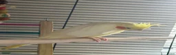 Cockatiels birds for sale: Beautiful Semi-Tamed Cockatiel for Sale 🐦 - Advert 2