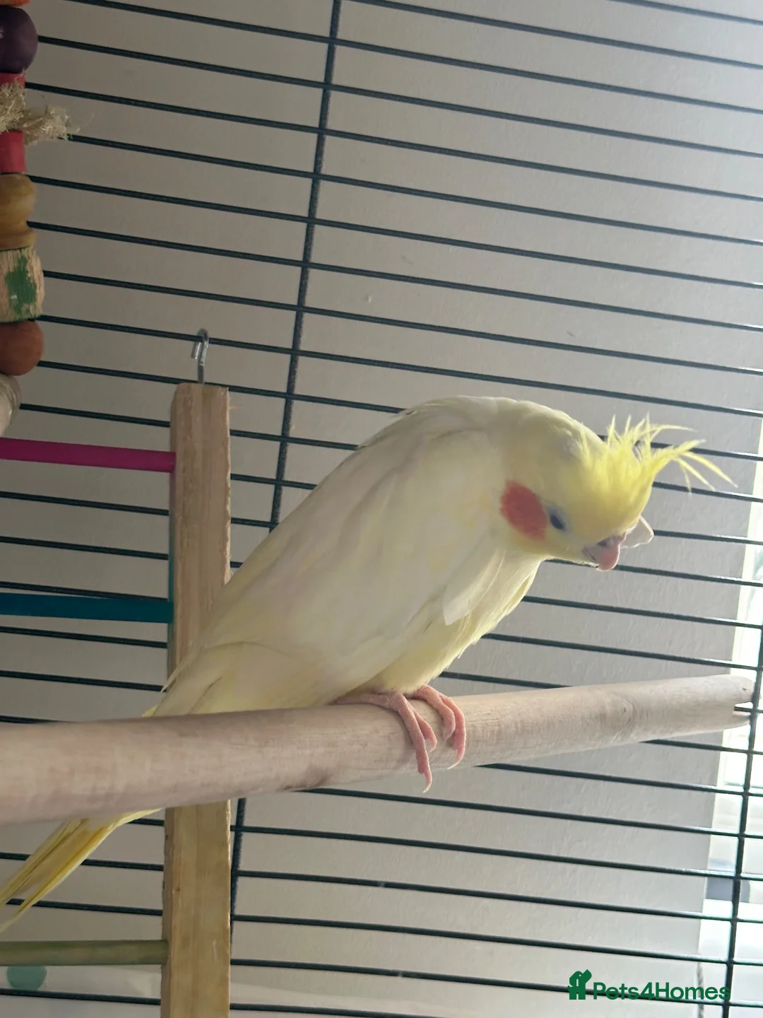 Cockatiels birds for sale: Beautiful Semi-Tamed Cockatiel for Sale 🐦 - Advert 2