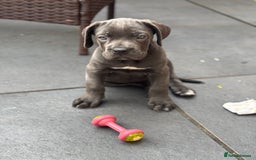 Cane Corso dogs for sale: Cane Corse Female  - Image 2