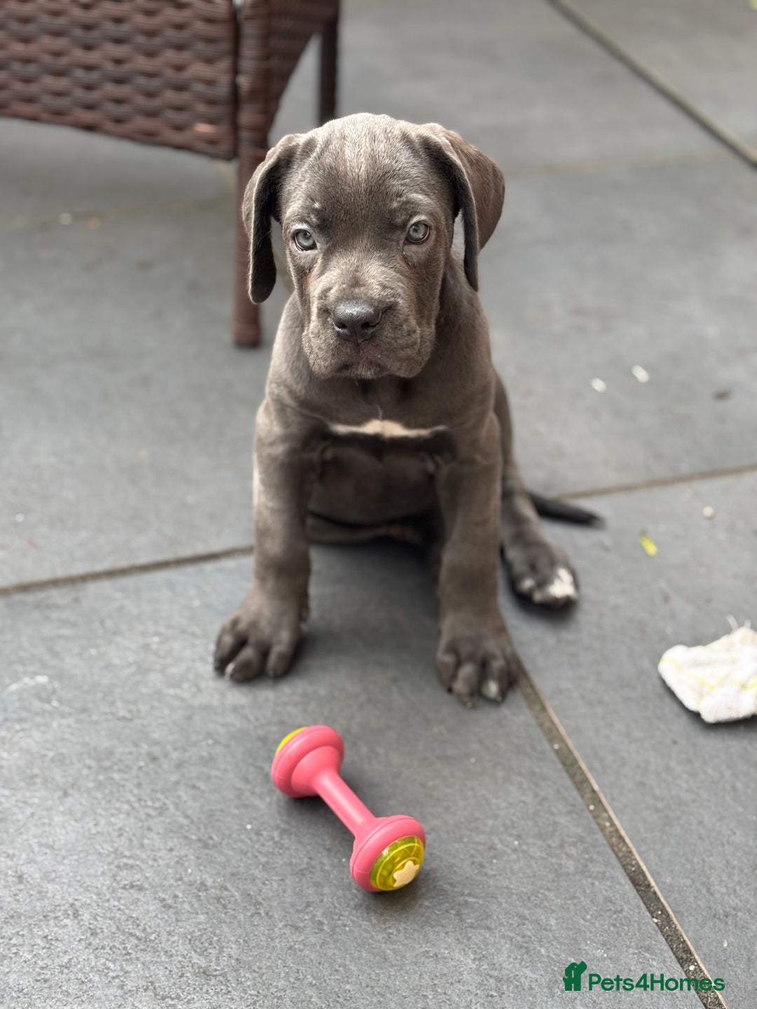Cane Corso dogs for sale: Cane Corse Female  - Image 2