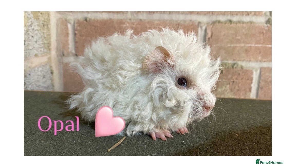 Guinea Pig rodents Pedigree Lunkarya Cali Guinea pigs  - Advert 1