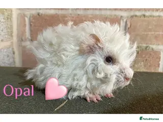 Guinea Pig rodents Pedigree Lunkarya Cali Guinea pigs - Advert 1