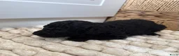 Toy Poodle dogs for sale: Adorable Toy Poodle Puppies  - Advert 24