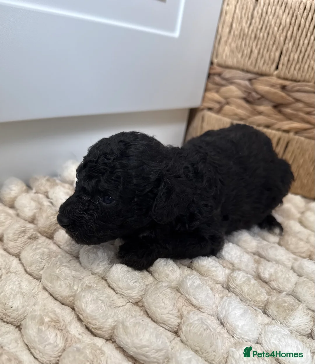 Toy Poodle dogs for sale: Adorable Toy Poodle Puppies  - Advert 24